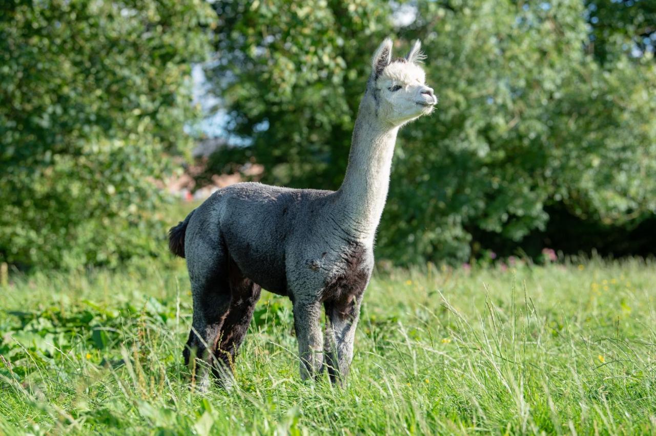 Alpaca Fold Villa Preston  Eksteriør bilde