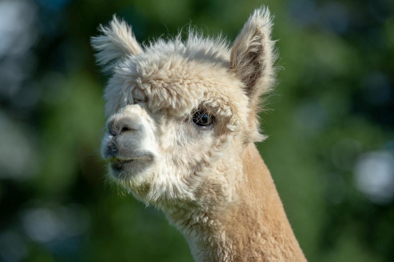 Alpaca Fold Villa Preston  Eksteriør bilde
