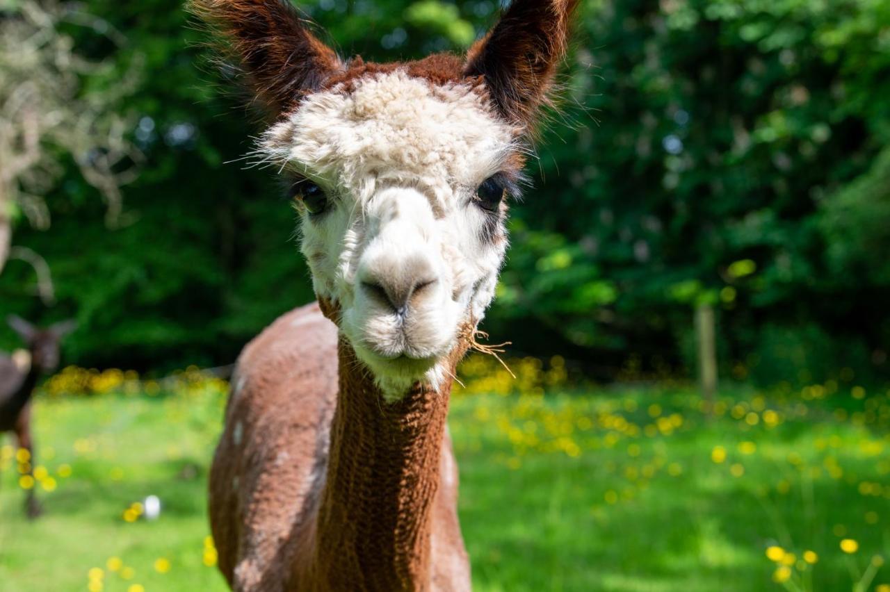 Alpaca Fold Villa Preston  Eksteriør bilde