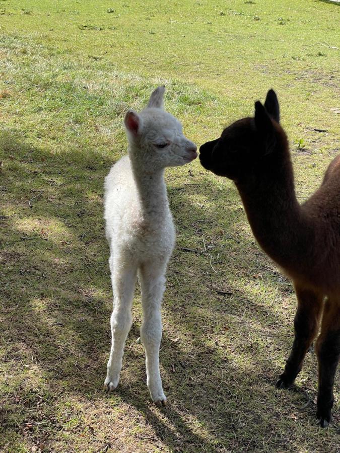 Alpaca Fold Villa Preston  Eksteriør bilde
